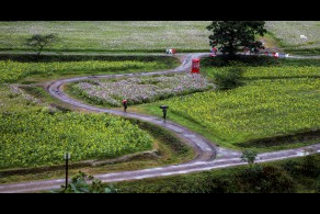 최우수상(일반) / 비오는 날 꽃길 /  전라북도 정읍시 산내면 매죽리 구절초공원