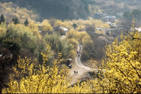 입선(일반) / 농촌의 봄 /  전라남도 구례군 산동면 위안리 상위마을