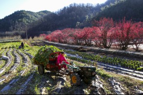 입선(일반인) / 수확하는 날 /  경북 의성군 사곡면 산수유마을