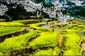 입선 / 벚꽃과 유채밭 /  남해군 상주면