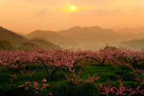 입선 / 복사꽃 피는 봄날 /  순천시 월등면