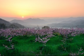 입선 / 복사꽃마을의 일출 /  순천시 월등면