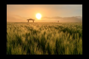 입선(일반인) / 청보리밭-2 /  경북 안동시 도산면 의촌리
