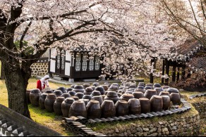 입선(일반인) / 고택의 봄소식 /  충남 예산군 대흥면 대흥동헌