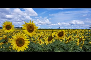 입선[스마트폰] / 해바라기 농장 /  전남 해남군 마산면 해바라기 농장
