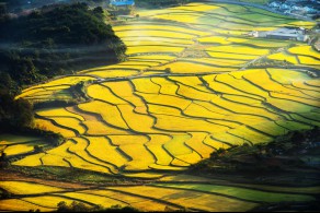 입선[일반카메라] / 풍년들녁 /  울산 울주군 두동면