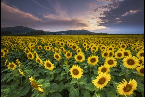 입선[일반카메라] / 해바라기 농장 /  전남 해남군 마산면 해바라기 농장