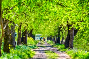 우수[일반카메라] / 가로수길 아름다운 농촌 /  전남 순천시 오천동