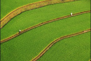 입선[일반카메라] / 초록빛 물결 /  전남 여수시 묘도