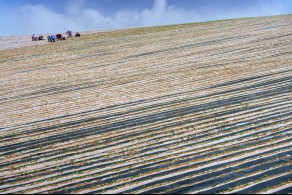 입선[일반카메라] / 풍년을 위하여 /  전남 무안군