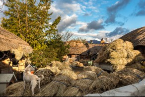 입선[일반카메라] / 이엉작업1 /  전남 순천시 낙안읍성민속마을