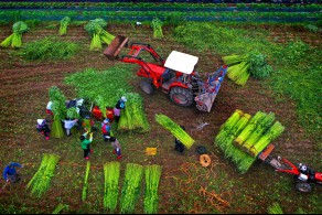 입선[일반카메라] / 대마작업 /  경북 안동시 임하면 금소마을