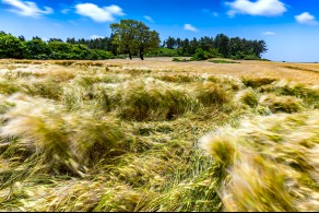 입선[일반카메라] / 보리밭 풍경 /  제주 서귀포시 안덕면 동광리