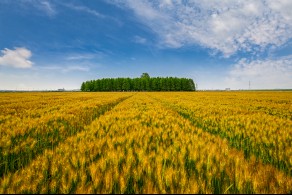 입선[일반카메라] / 황금빛 보리밭 /  전북 군산시 내초동
