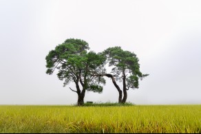 입선[일반카메라] / 부부송 /  경북 예천군 용궁면
