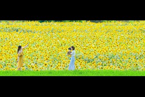 입선[일반카메라] / 여름색으로 물든 들녘 /  경북 구미시 산동면 송산리