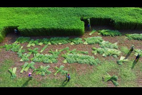 입선[일반카메라] / 대마수확 /  경북 안동시 금소면