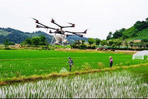 입선[스마트폰] / 드론방제와 재래식 방제 /  경기 연천군 중면