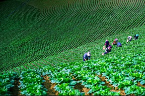 입선[일반카메라] / 배추풍년 /  강원 강릉시 왕산면 안반데기