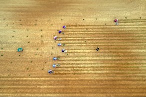 입선[일반카메라] / 파종 /  경기 남양주시 내곡리