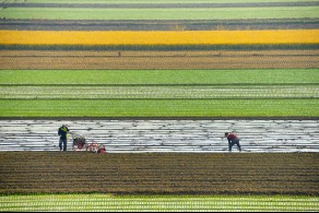 입선[일반카메라] / 농부의 일상 /  경남 창녕군 유어면 대대리