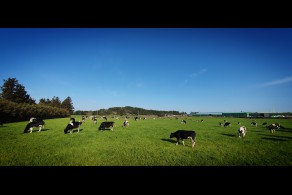 입선[스마트폰] / 젖소들의 향연 /  제주 제주시 한림읍 금악리