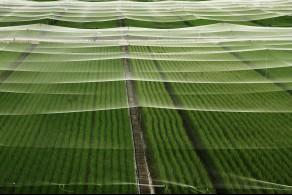 우수[일반카메라] / 벼가 쑥쑥 /  경기 수원시