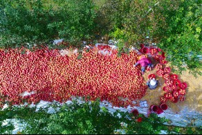 대상[일반카메라] / 사과풍년 /  경북 군위군 의흥면