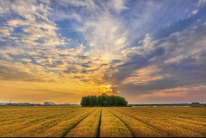 입선[일반카메라] / 황금 보리밭 /  전북 군산시 내초동