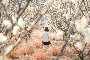 입선[일반카메라] / 매화나무아래 /  세종 금남면