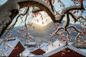 입선[일반카메라] / 홍시 /  전북 고창군 아산면 선운사