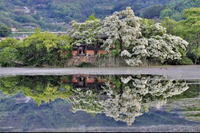입선[일반카메라] / 위양못의 봄 /  경남 밀양시 부북면 위양못