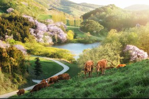 입선[일반카메라] / 목장의 봄 /  충남 서산시 운산면 용비지