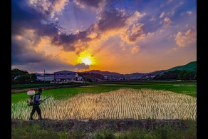 최우수상[스마트폰] / 필드오브골드 /  충북 음성군