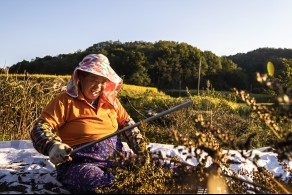 우수상[스마트폰] / 수확의 즐거움 /  경북 경주시 내남면 비지리