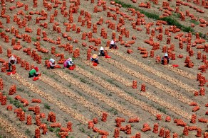 입선[일반카메라] / 양파작업 /  경남 의령군 용덕면 정동리