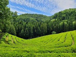 입선[휴대폰] / 초록의 물결 /  전남 보성군 다원녹차밭