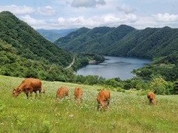 우수상[휴대폰] / 개망초 언덕 /  강원도춘천시사북면고탄리산50-3