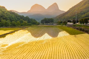 입선[일반카메라] / 진안들녘 /  전북 진안군