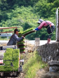 입선[일반카메라] / 부부 /  함안