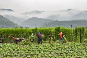 입선[일반카메라] / 대마작업 /  안동시 임하면