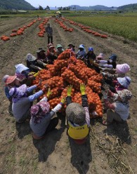 입선[일반카메라] / 수확의 기쁨 /  의성군 단촌 인근