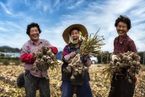 우수상[일반카메라] / 우리마늘이 최고여 /  영천 화산면 용평리