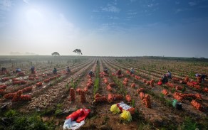 입선[일반카메라] / 양파작업 /  전북 고창군 고수면 장두리