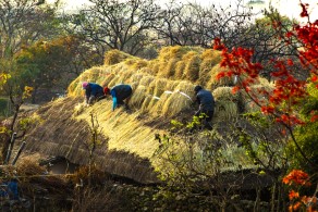 입선[일반카메라] / 새지붕 얹는 날 /  전남 순천시 낙안읍