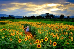 우수상[일반카메라] / 해바라기 길따라 /  경주시 교동