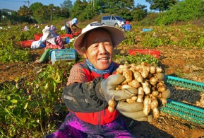 입선[일반카메라] / 땅콩 수확 /  경기도 화성시 근교