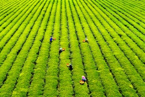 입선[일반카메라] / 다원의 봄 /  전남 보성군 회천면 대한2다원