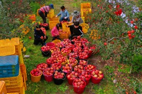 입선[일반카메라] / 작은일손이라도 /  청송군 부남면