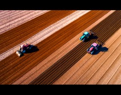 입선[일반카메라] / 밭갈이 /  안동시풍천면광덕리